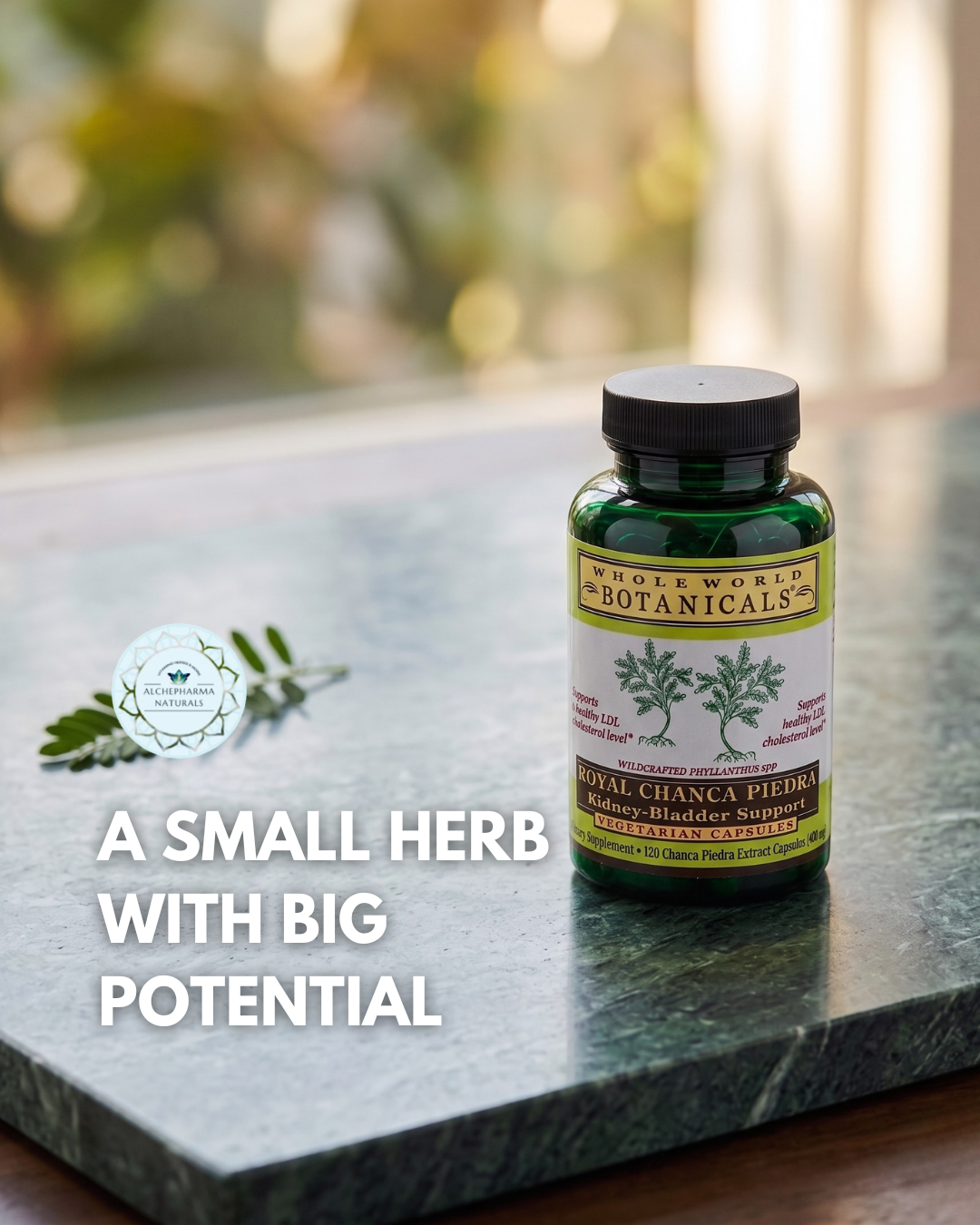 Chanca Piedra: The Rainforest Herb With Promising Cellular-Health Research