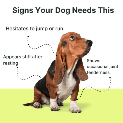 Mobilize (Joint Health - Liquid Health Pet Food Topper)-Pet Supplements-AlchePharma